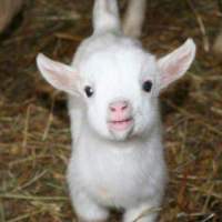 African Pygmy Goat - Kecik-kecik Comel Lote!